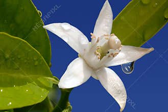 Orange Blossom Special on Blue