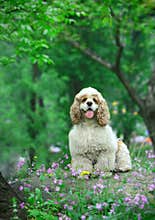 Cocker Spaniel
