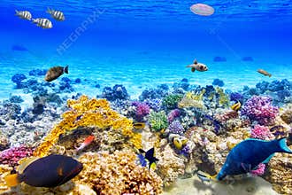 Underwater world with corals and tropical fish.