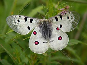 Butterfly Parnassius apollo.