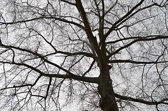 Silhouetted tree branches