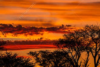 Tree silhouette against African sunset