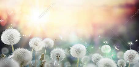 Field of dandelion in sunset