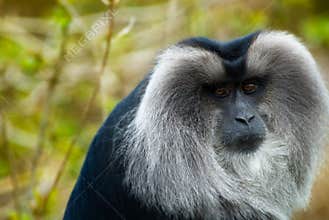 Lion-tailed Macaque