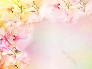 pink roses flower border and frame in vintage color for valentine background