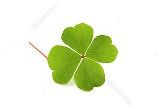 Clover