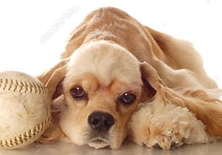Cocker spaniel with baseball