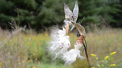 Milkweed Pods burst to release their seeds.