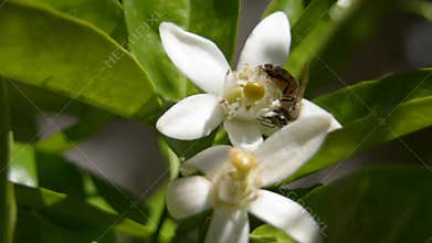 Bee