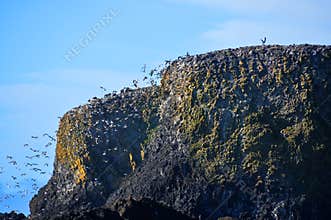 Seabird rookery