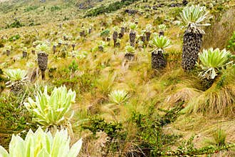 Espeletia Pycnophylla Plant At High Altitude