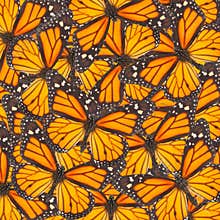 Orange monarch butterfly