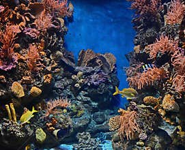 Tropical fish over coral reef