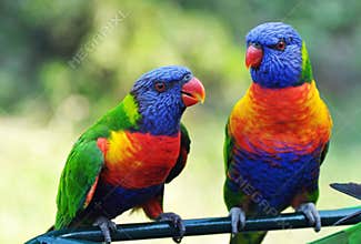 Bright vivid colors of Rainbow Lorikeets birds native to Australia