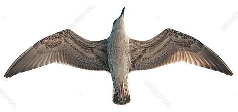 Isolated Bird Gull