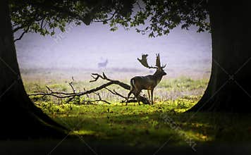 A deer in the morning mist