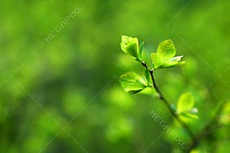 Spring
