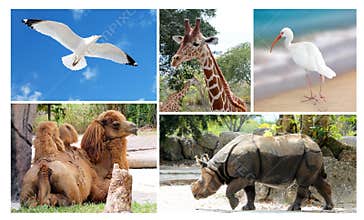 Big collage wild life animals