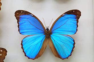 Menelaus Blue Morpho