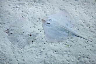 Thornback ray (Raja clavata).