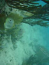 Butterflyfish in Caribbean waters, Puerto Rico