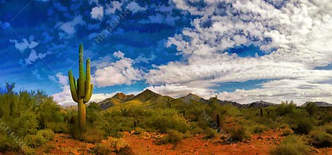 Arizona Desert in the Springtime