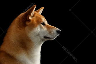 Close-up Portrait in Profile Shiba inu Dog, Black Background