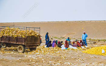 Arab women at work