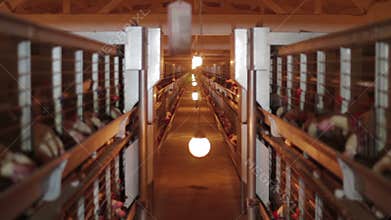 Chicken eggs in factory poultry production