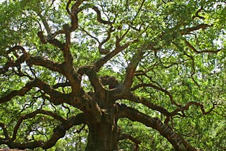 Angel Oak