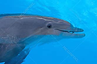 Dolphin in blue water