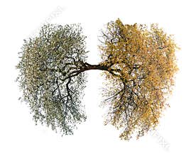 Tree lungs
