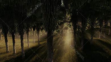 Oil Palm Tree Plantation against beautiful sunset, fly through