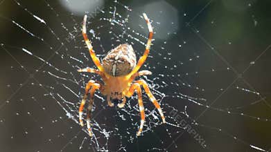 European garden spider moving in web
