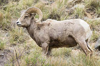 Majestic bighorn ram