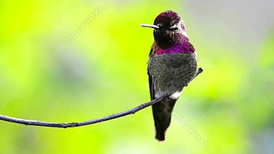 Anna`s Hummingbird