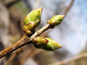 Leaf bud