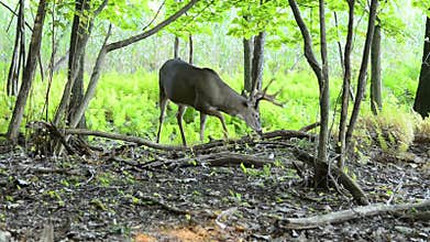 Whitetail Deer Buck In Velvet