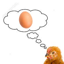 Brown hen thinking about having a egg