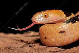 Tiger snake