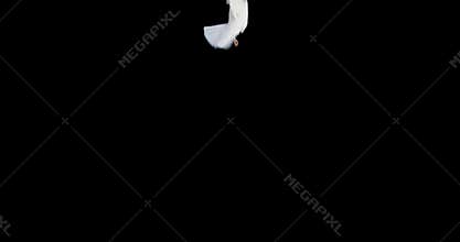 White dove bird flying