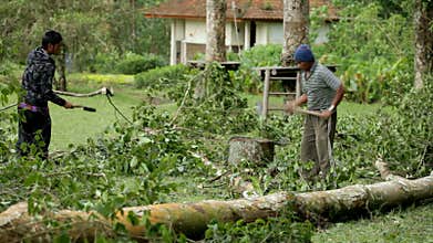 Man cutting tree