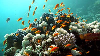 Coral and fish in the Red Sea, Egypt