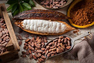 Cocoa beans and pod