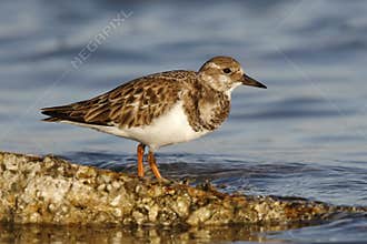 Ruddy Turnstone in fall plumage - St. Petersburg, Florida