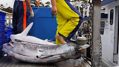 Deckhand moves a swordfish carcass
