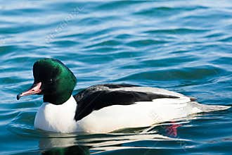 Common Merganser
