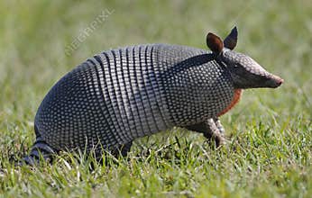Armadillo standing in grass