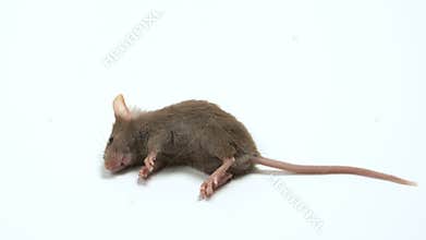 Rat being dying after eating Rat poison.