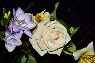 Very pretty multicolor flowers close up